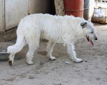 MOMO, Hund, Mischlingshund in Spanien - Bild 5