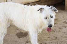 MOMO, Hund, Mischlingshund in Spanien - Bild 6
