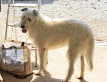 MOMO, Hund, Mischlingshund in Spanien - Bild 8