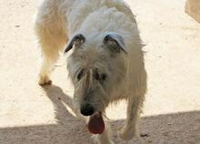 MOMO, Hund, Mischlingshund in Spanien - Bild 9