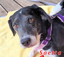 SAETTA, Hund, Mischlingshund in Italien - Bild 1