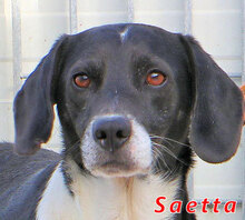 SAETTA, Hund, Mischlingshund in Italien - Bild 10