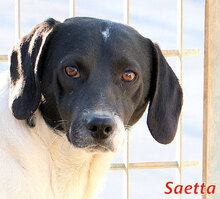 SAETTA, Hund, Mischlingshund in Italien - Bild 11