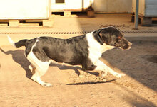 SAETTA, Hund, Mischlingshund in Italien - Bild 14