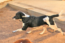 SAETTA, Hund, Mischlingshund in Italien - Bild 15