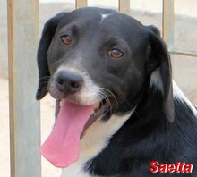 SAETTA, Hund, Mischlingshund in Italien - Bild 17