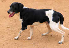 SAETTA, Hund, Mischlingshund in Italien - Bild 18