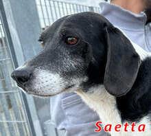SAETTA, Hund, Mischlingshund in Italien - Bild 5