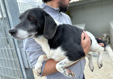 SAETTA, Hund, Mischlingshund in Italien - Bild 6