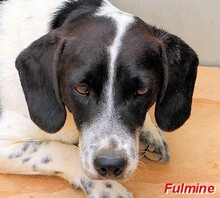FULMINE, Hund, Mischlingshund in Italien - Bild 1