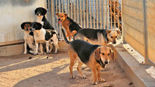 FULMINE, Hund, Mischlingshund in Italien - Bild 9