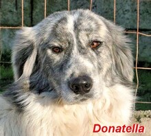DONATELLA, Hund, Maremmano-Mix in Italien - Bild 1