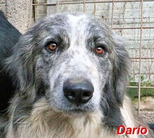 DARIO, Hund, Maremmano-Mix in Italien - Bild 1