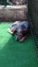 NALA, Hund, Mischlingshund in Spanien - Bild 4