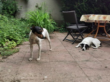 FAROLILLO, Hund, Bodeguero Andaluz in Ochsenfurt - Bild 28