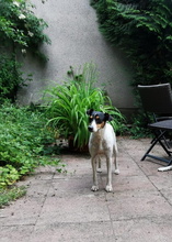 FAROLILLO, Hund, Bodeguero Andaluz in Ochsenfurt - Bild 34