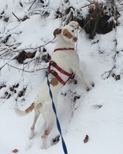 MAJO, Hund, Mischlingshund in Herzberg - Bild 1