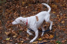 MAJO, Hund, Mischlingshund in Herzberg - Bild 11