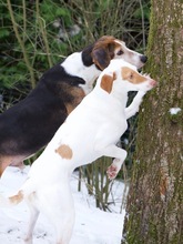 MAJO, Hund, Mischlingshund in Herzberg - Bild 2