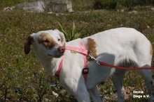 MAJO, Hund, Mischlingshund in Herzberg - Bild 20