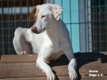 MAJO, Hund, Mischlingshund in Herzberg - Bild 23