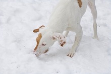 MAJO, Hund, Mischlingshund in Herzberg - Bild 3