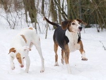 MAJO, Hund, Mischlingshund in Herzberg - Bild 4