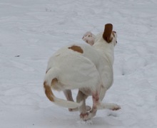 MAJO, Hund, Mischlingshund in Herzberg - Bild 6
