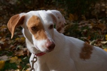 MAJO, Hund, Mischlingshund in Herzberg - Bild 7
