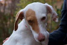 MAJO, Hund, Mischlingshund in Herzberg - Bild 8