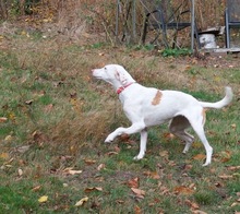 MAJO, Hund, Mischlingshund in Herzberg - Bild 9