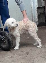 SABI, Hund, Mischlingshund in Ungarn - Bild 2