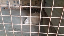 SABI, Hund, Mischlingshund in Ungarn - Bild 5