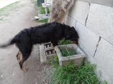 DORIS, Hund, Terrier-Mix in Ungarn - Bild 6
