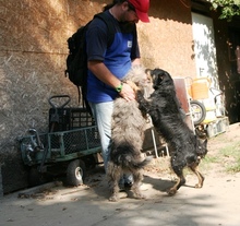DORIS, Hund, Terrier-Mix in Ungarn - Bild 8