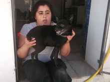 PAWLU, Hund, Chihuahua in Malta - Bild 2