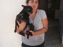 PAWLU, Hund, Chihuahua in Malta - Bild 4
