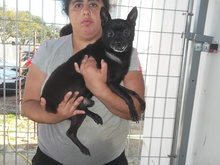 PAWLU, Hund, Chihuahua in Malta - Bild 5