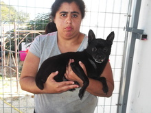 PAWLU, Hund, Chihuahua in Malta - Bild 6