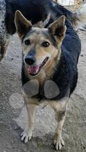 ELY, Hund, Mischlingshund in Rumänien - Bild 3