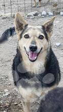 ELY, Hund, Mischlingshund in Rumänien - Bild 4