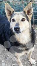 ELY, Hund, Mischlingshund in Rumänien - Bild 5