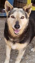 ELY, Hund, Mischlingshund in Rumänien - Bild 6