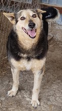 ELY, Hund, Mischlingshund in Rumänien - Bild 7