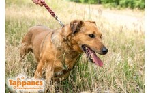 TORKOS, Hund, Mischlingshund in Ungarn - Bild 1
