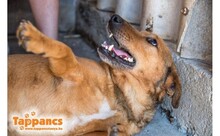 TORKOS, Hund, Mischlingshund in Ungarn - Bild 2