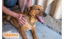 TORKOS, Hund, Mischlingshund in Ungarn - Bild 3