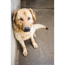 DAMM, Hund, Mischlingshund in Spanien - Bild 5