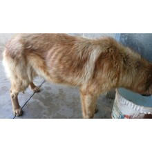 DAMM, Hund, Mischlingshund in Spanien - Bild 9