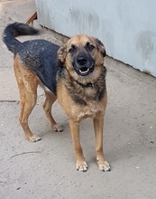 CHARLY, Hund, Mischlingshund in Ungarn - Bild 1
